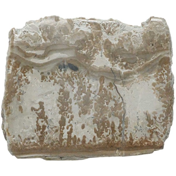 Tranche de stromatolithe polie - 7 x 5.5 cm. - Photo n°2