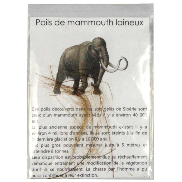 Brins de poils de mammouth laineux. - Photo n°2