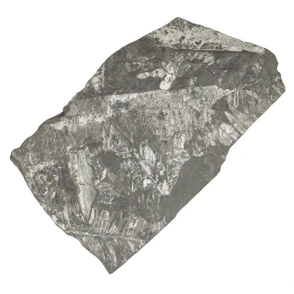 Feuille de fougère pecopteris fossilisée - 447 grammes. - Photo n°2