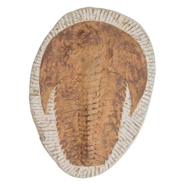 Trilobite cambropallas telesto fossile - 1.62 kg. - Photo n°2