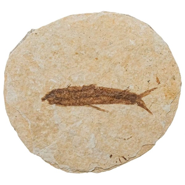 Poisson fossile sur plaque - 7 x 6.5 cm. - Photo n°1