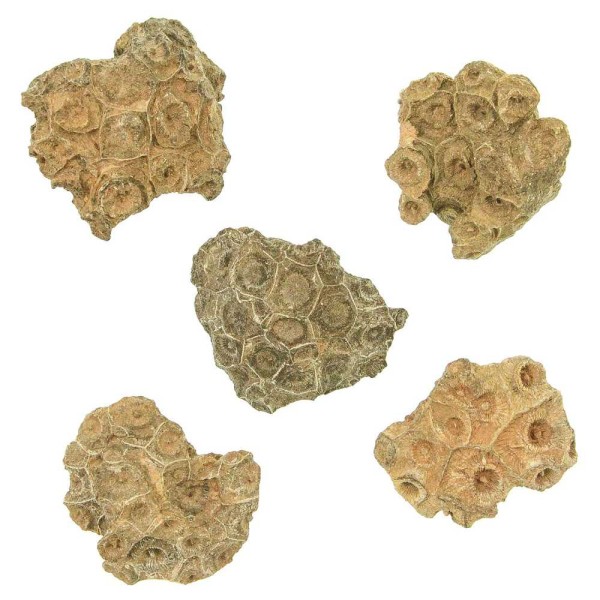 Corail fossilisé arachnophyllum - 5 à 7 cm - A l'unité. - Photo n°2
