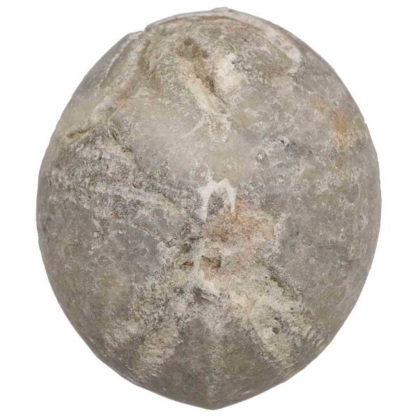 Oursin fossilisé gris - 7 cm. - Photo n°2