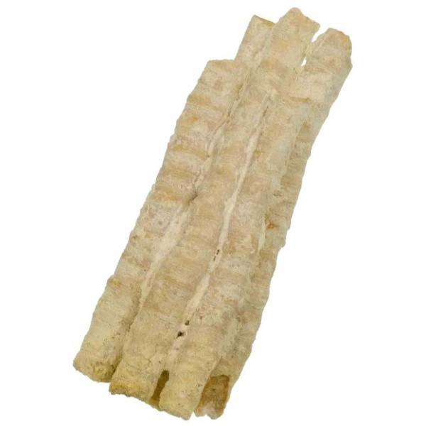 Coraux fossilisés - 10 cm. - Photo n°2