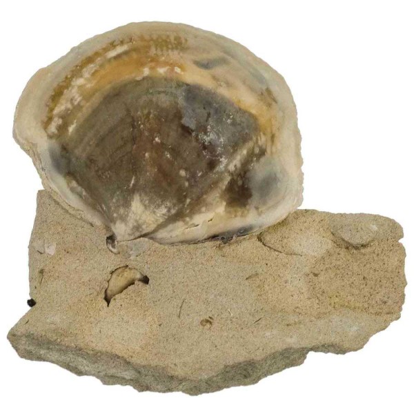 Coquillage bivalve fossile sur gangue - 8 cm. - Photo n°2