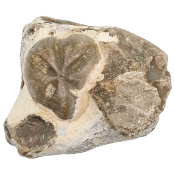 Oursin fossile sur gangue - 9.5 cm. - Photo n°2