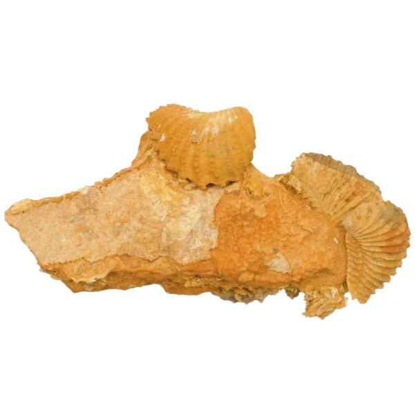Coquillages bivalves fossiles sur gangue - 14 cm. - Photo n°2