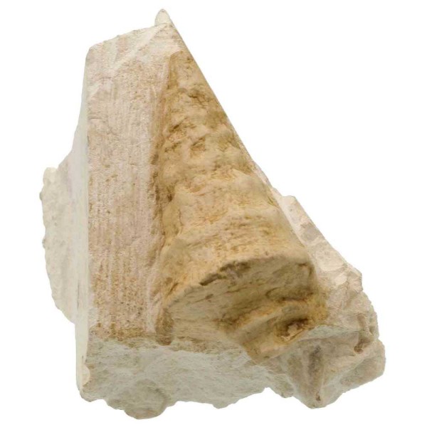 Coquillages turritelle fossile sur gangue - 11 cm. - Photo n°2