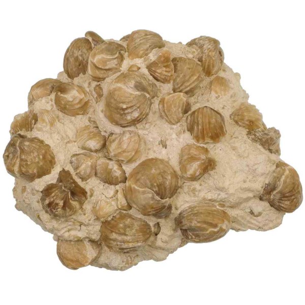 Gros bloc de rhynchonelles fossiles sur gangue - 17 cm. - Photo n°2
