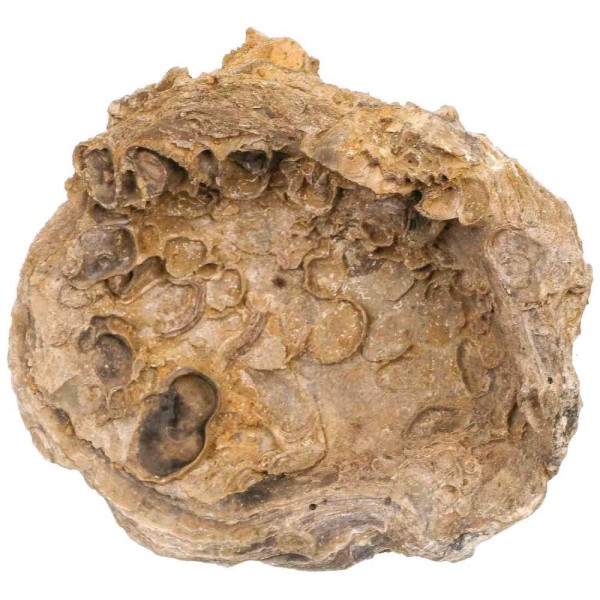 Coquille d'huitre fossile - 390 grammes. - Photo n°2