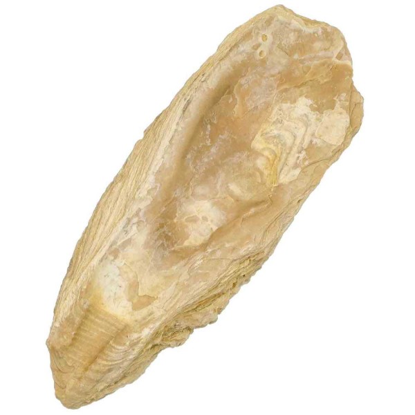 Coquille d'huitre fossile - 965 grammes. - Photo n°2
