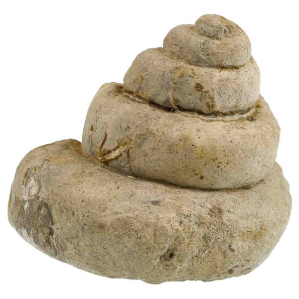 Coquillage gastéropode fossile pleurotomaria - 520 grammes. - Photo n°2
