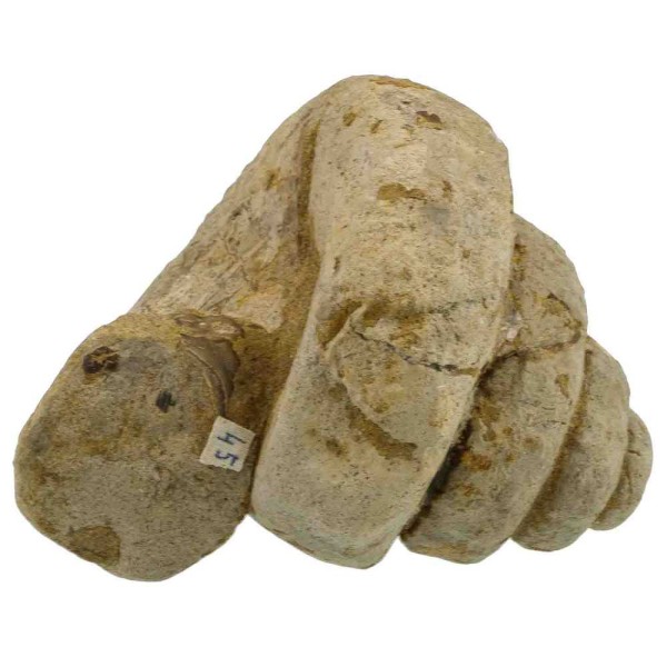 Coquillage gastéropode fossile pleurotomaria - 520 grammes. - Photo n°3