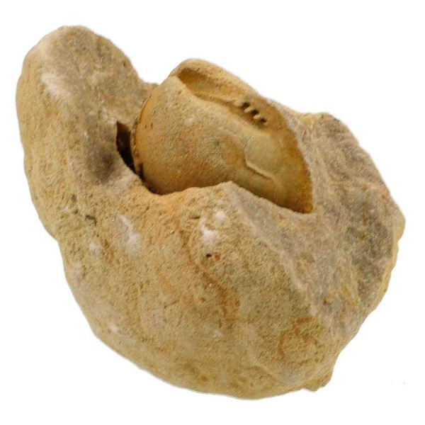 Coquillage porambonite fossile sur gangue - 427 grammes. - Photo n°2