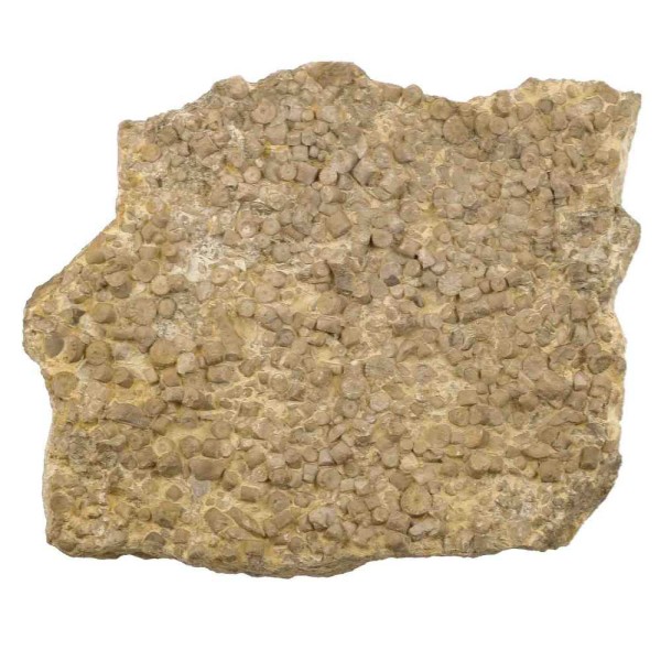 Plaque fossile d'encrines - 1718 grammes. - Photo n°1