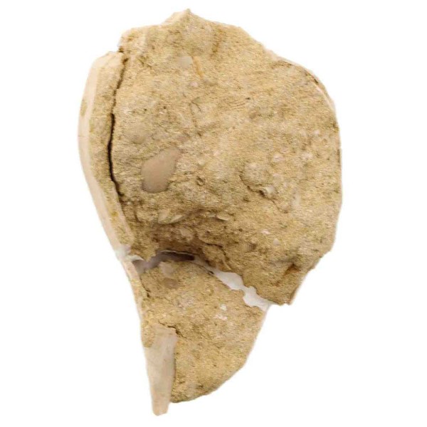 Coquillage fossile cassidea semicassis harpaeformis - 85 grammes. - Photo n°3