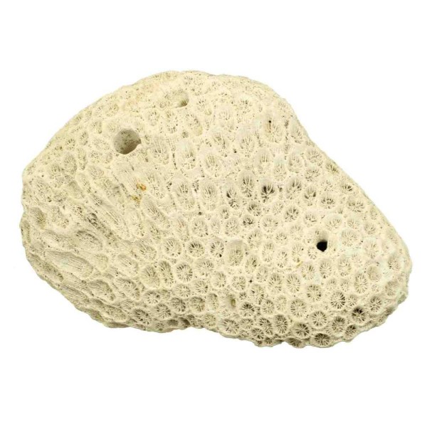 Méandrine corail fossilisé - 190 grammes. - Photo n°2