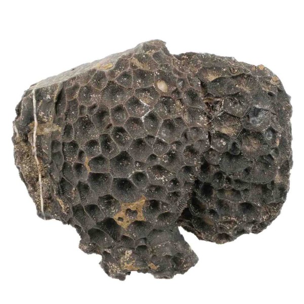 Corail fossile hexagonaria - 1.48 kg. - Photo n°2