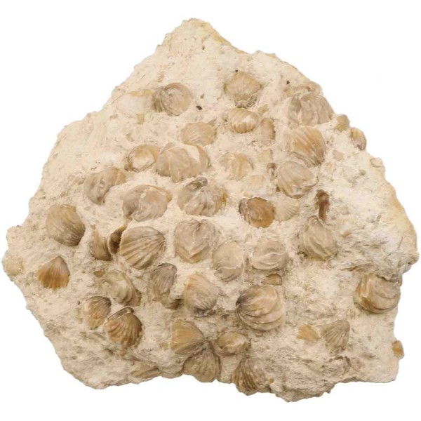 Gros bloc de rhynchonelles fossiles sur gangue calcaire - 8.9 kg. - Photo n°2