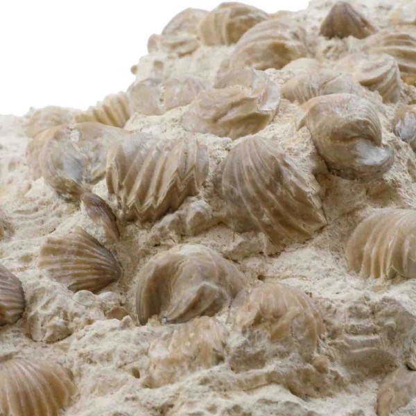 Gros bloc de rhynchonelles fossiles sur gangue calcaire - 8.9 kg. - Photo n°3