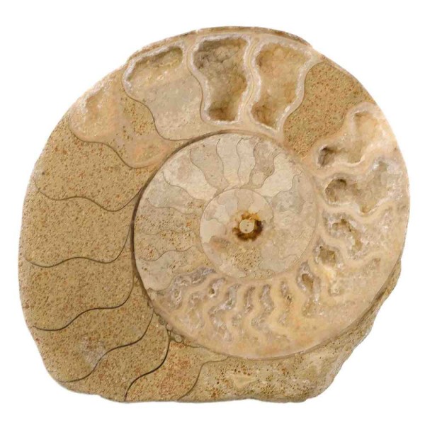Demi-ammonite fossile sciée - 361 grammes. - Photo n°2