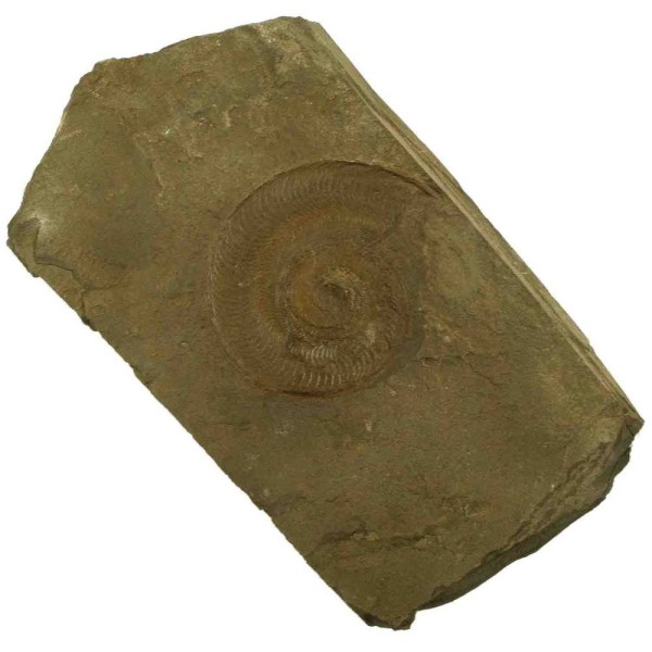 Empreinte d'ammonite sur plaque (recto verso) - 1961 grammes. - Photo n°2
