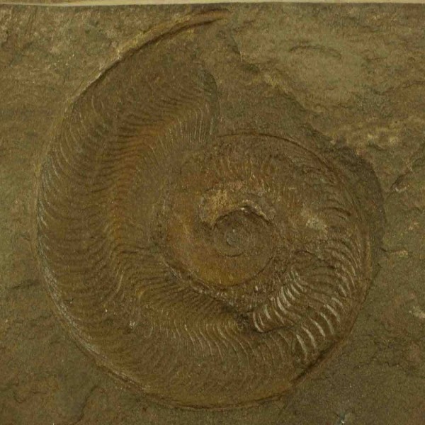 Empreinte d'ammonite sur plaque (recto verso) - 1961 grammes. - Photo n°3