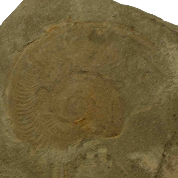 Empreinte d'ammonite sur plaque (recto verso) - 1961 grammes. - Photo n°4