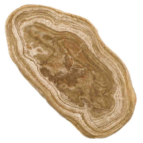 Tranche de stromatolithe fossile polie - 338 grammes. - Photo n°2