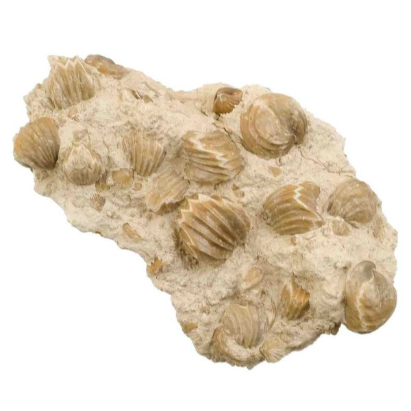 Bloc de rhynchonelles fossiles sur gangue calcaire - 1.9 kg. - Photo n°2