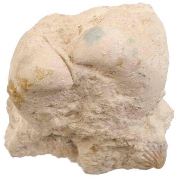 Bivalves et rhynchonelles fossiles sur gangue - 618 grammes. - Photo n°2