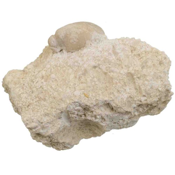 Coquillage fossile rudiste requienia sur gangue calcaire - 146 grammes. - Photo n°2