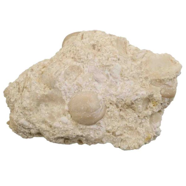 Coquillage fossile rudiste requienia sur gangue calcaire - 146 grammes. - Photo n°3