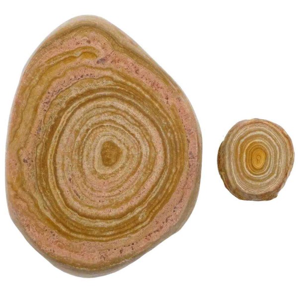 Stromatolithes fossiles sciés - 2.5 à 8.5 cm - Lot de 2. - Photo n°2