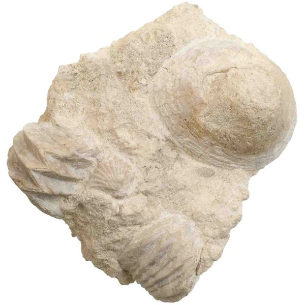 Rhynchonelles et patelle fossiles sur gangue - 253 grammes. - Photo n°1