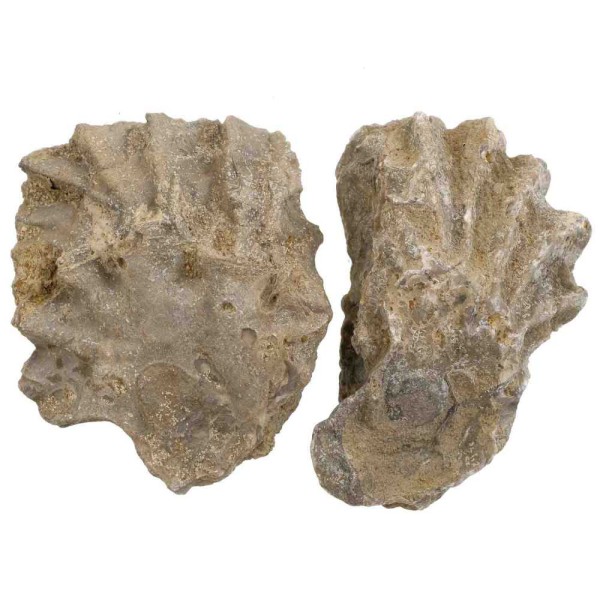 Fossiles d'huitres - 7 et 7.5 cm - Lot de 2. - Photo n°2