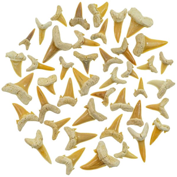 Lot de dents de requin fossilisées - Qualité extra - 30 grammes. - Photo n°2