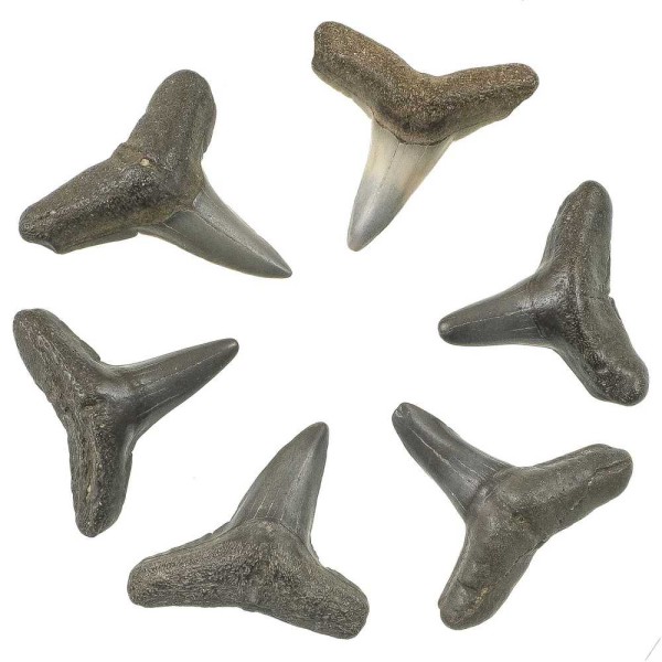 Dents de requin fossile carcharias acutissima - 1 à 2 cm - Lot de 3. - Photo n°2