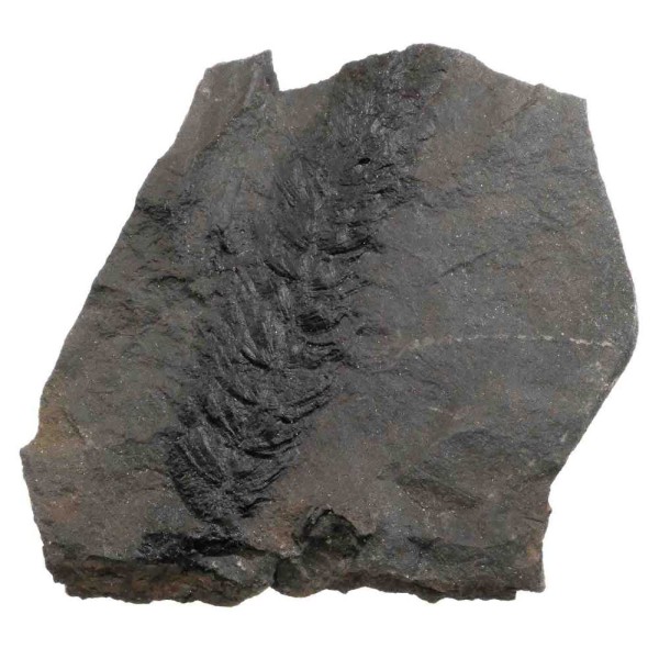 Fougère fossile sur gangue - 76 grammes. - Photo n°1