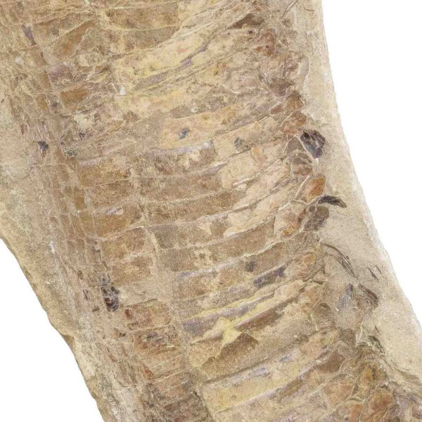 Poisson fossile sur gangue - 1400 grammes. - Photo n°3