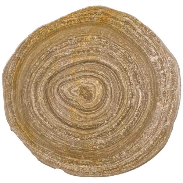 Tranche de stromatolithe fossile polie - 589 grammes. - Photo n°2