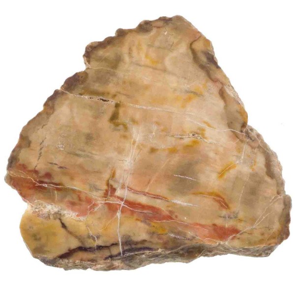 Tranche de bois fossile polie - 437 grammes. - Photo n°2