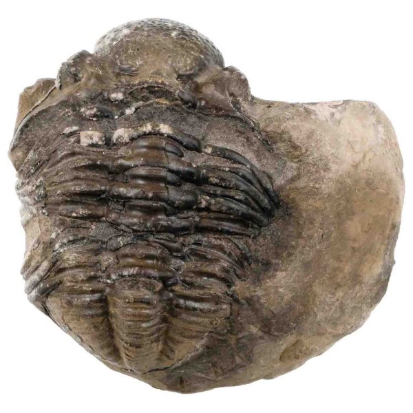Gros trilobite phacops fossile sur gangue - 1039 grammes. - Photo n°1