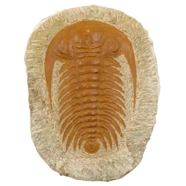 Trilobite paradoxides fossile sur gangue - 474 grammes. - Photo n°2
