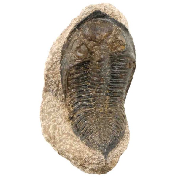Trilobite fossile huntonia lingulifer sur gangue - 229 grammes. - Photo n°2