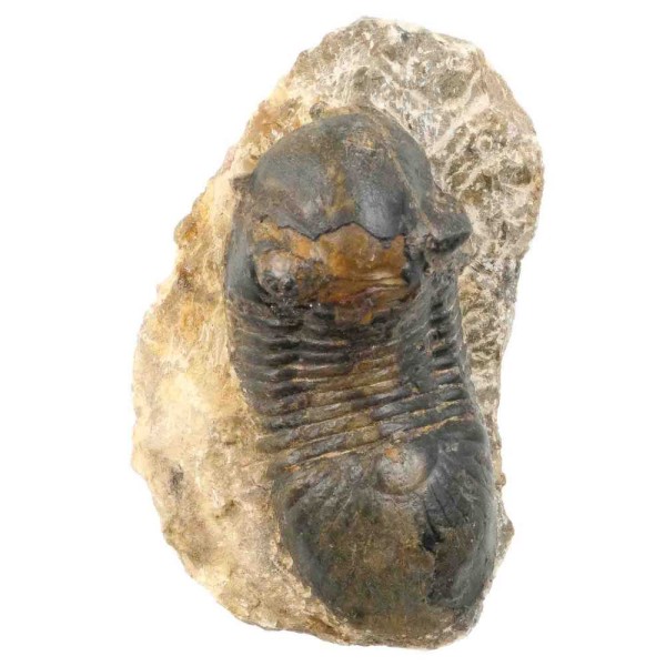Fossile trilobite paralejurus dormitzeri sur gangue - 140 grammes. - Photo n°2