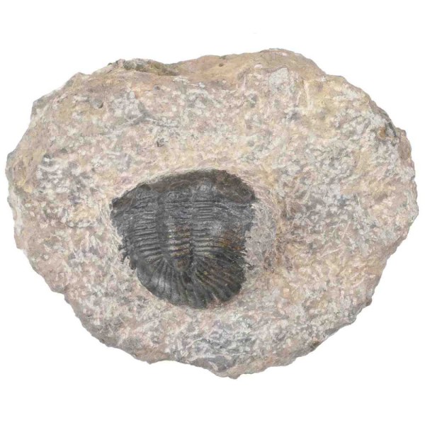 Fossile trilobite scabric scutellum sur gangue - 442 grammes. - Photo n°2