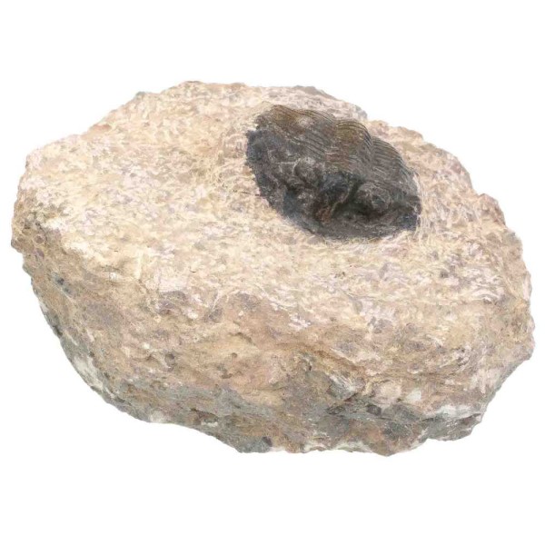 Fossile trilobite scabric scutellum sur gangue - 442 grammes. - Photo n°3