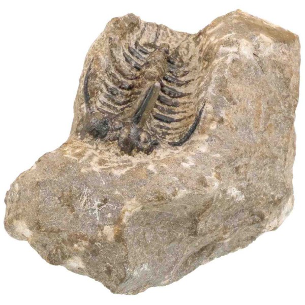 Fossile trilobite koneprusia brutoni sur gangue - 363 grammes. - Photo n°2