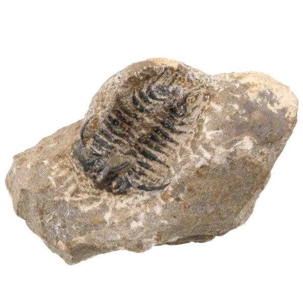 Fossile trilobite koneprusia brutoni sur gangue - 363 grammes. - Photo n°3
